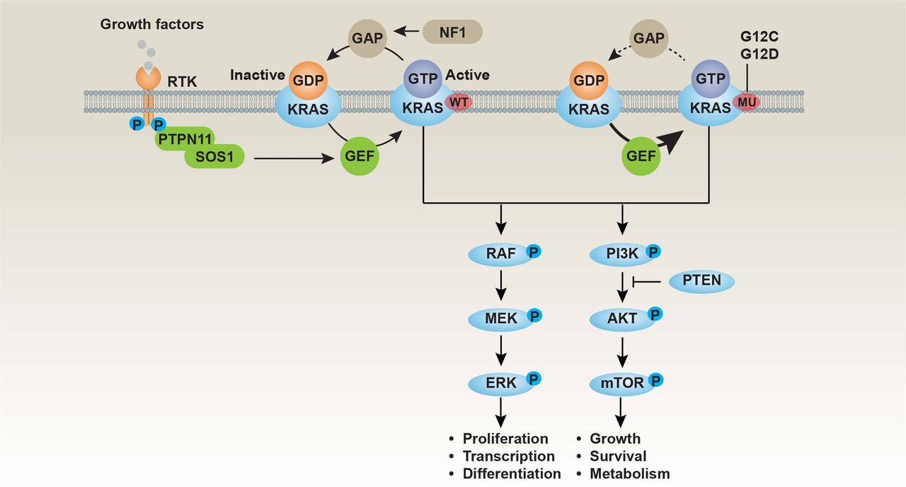 glutathione and cancer riskbmj KRAS-targeted therapies in cancer: novel approaches overcoming resistance Cognitive deficits